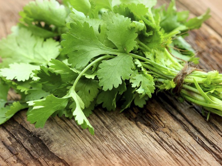CIlantro